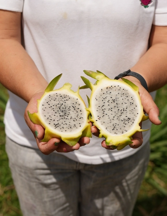 Pitaya-de-Polpa-Amarela-Selenicereus-megalanthus-pitaya-nordeste