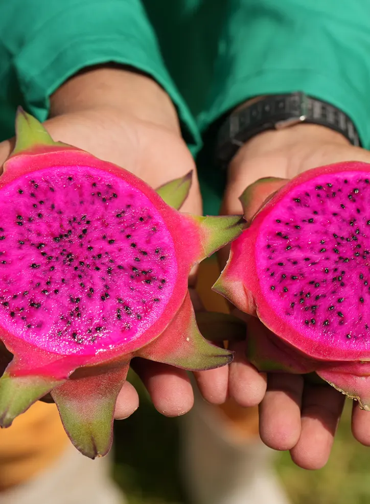 Pitaya-de-Polpa-rosa-Selenicereus-megalanthus-pitaya-nordeste