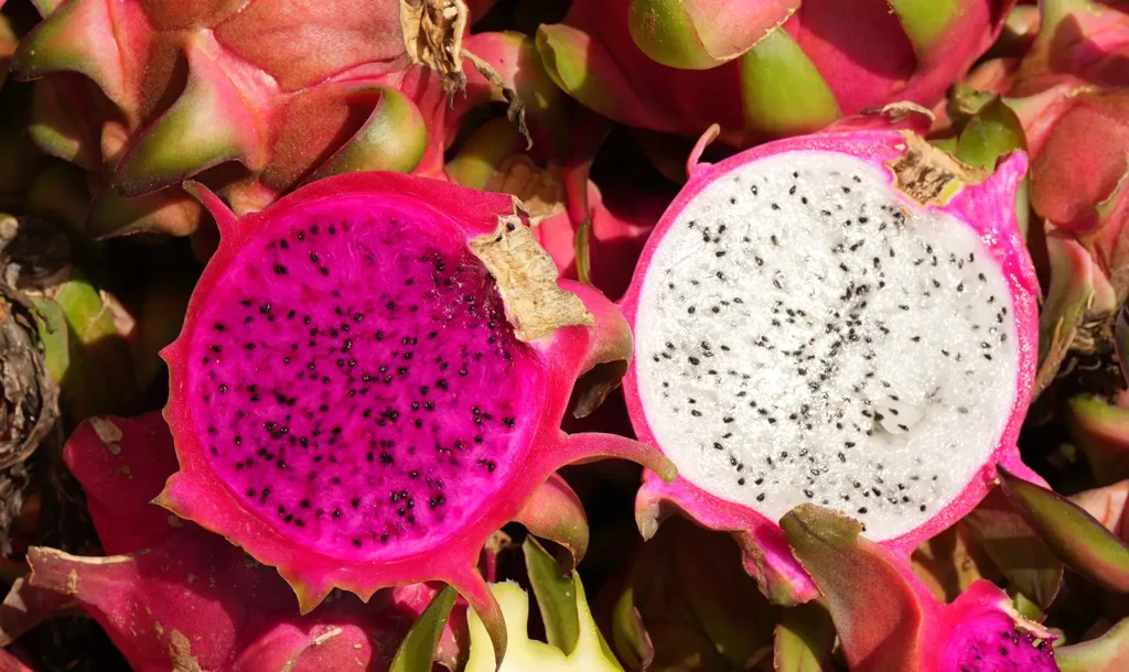 banner-quem-somos-pitaya-nordeste