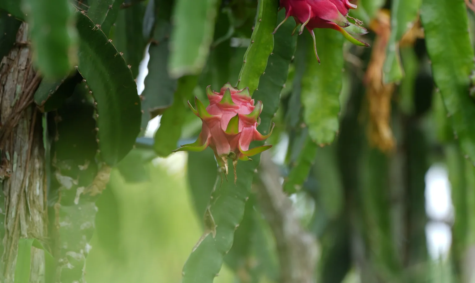 contato-pitaya-nordeste